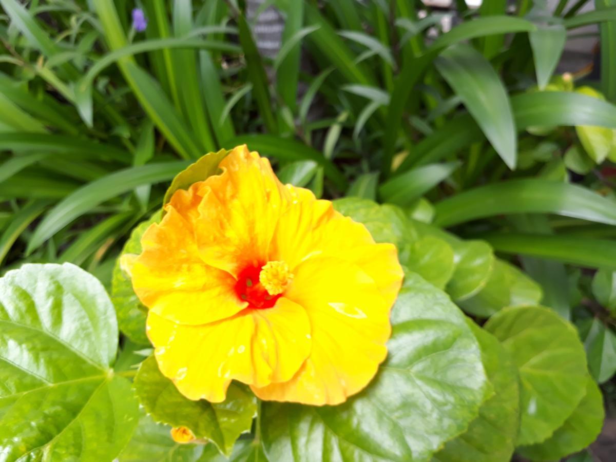 Nhi Trung Hotel Hoi An Eksteriør billede